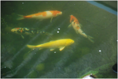 景觀魚池水處理設(shè)備有哪些？